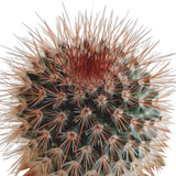 Cactus mix 5.5 cm - 5x - in Mexicaanse pot