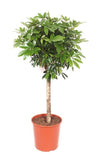 Scheffleraop stam - 150 cm