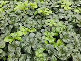 60x Pachysandra term. 'Green Sheen' - ↕10-25cm - Ø9cm