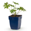 Green boutiQ - Vasteplant - Geranium Johnson's Blue - Ooievaarsbek - Bodembedekkend - Blauw - 1 Plant - Pot 11cm - Hoogte 15-25cm