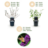 Green boutiQ - Tuinplant - Buddleja davidii Black Night - Vlinderstruik - Winterhard - Paars - 3 Planten - Pot 17cm - Hoogte 45cm