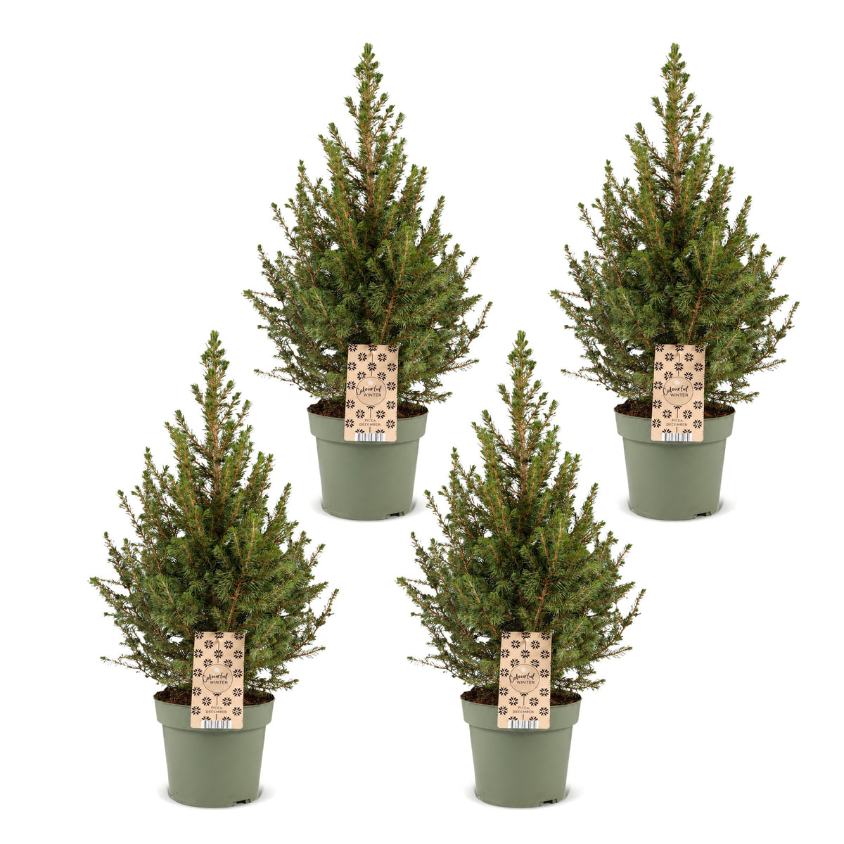 Set van 4 — Kegelspar kerstboom — Ø17 cm, 65 cm hoog