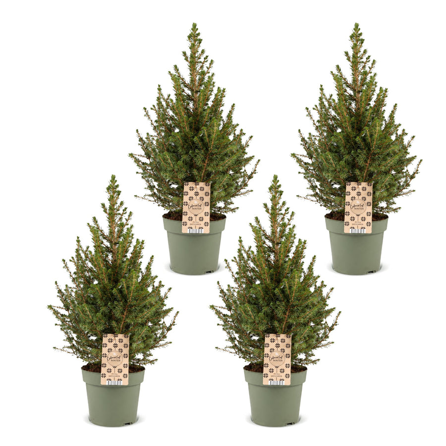 Set van 4 – Pot Ø17 cm · 65 cm hoog · Kegelspar kerstboom (foto 2)