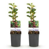 Green boutiQ - Fruitplant - Kruisbes - Ribes uva-crispaHinnomäki Röd - Rode Bes - 2 planten -Pot 11cm Hoogte 40cm