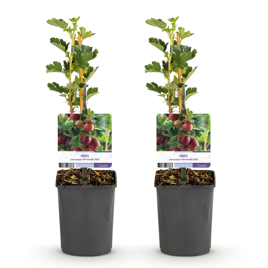 Ribes uva – 2 planten · 40 cm hoog · Kruisbes crispa Hinnomäki (foto 2)