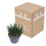 Gasteria 'd Due 17cm