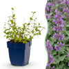 Green boutiQ - Vasteplant - Nepeta rac. Grog - Kattenkruid - Bijen- en vlinderlokkers - Blauw - 24 Planten - Pot 11cm - Hoogte 15-25cm