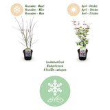 Green boutiQ - Terrasplant - Japanse Esdoorn - Acer palmatum Phoenix - Roze - 2 Planten - Bladverliezend - Pot 19cm Hoogte 70cm