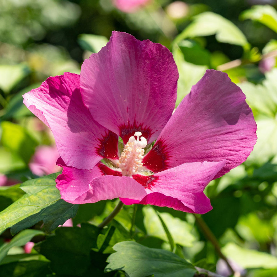Hibiscus syriacus Woodbridge – 45 cm hoog (foto 6)