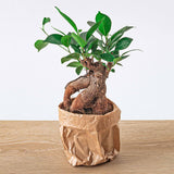 Ficus microcarpa ginseng bonsai- Potmaat 9