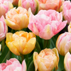24x Tulipa Peaches & Kisses - Tulp Peaches & Kisses - Diversen - Voorjaarsbloeier - Bolmaat 11/12