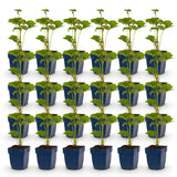 Green boutiQ - Vasteplant - Anemone hybr. Kön. Charlotte - Herfst Anemoon - Schaduw - Roze - 24 Planten - Pot 11cm - Hoogte 15-25cm