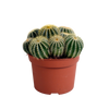 Eriocactus warasii 12cm