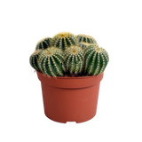 Eriocactus warasii 12cm