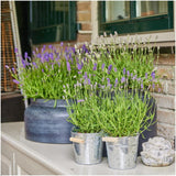 Plants by Frank - Lavandula angustifolia Felice®in 'Old Look' sierpot - 13 cm pot - set van 3 echte Lavendels in Sierpot