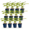 Green boutiQ - Vasteplant - Astilbe (J) Europa - Pluimspirea - Schaduw - Roze - 12 Planten - Pot 11cm - Hoogte 15-25cm