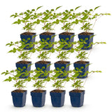 Green boutiQ - Vasteplant - Astilbe (J) Europa - Pluimspirea - Schaduw - Roze - 12 Planten - Pot 11cm - Hoogte 15-25cm