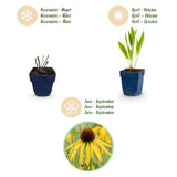 Green boutiQ - Vasteplant - Echinacea paradoxa - Zonnehoed - Bijen- en vlinderlokkers - Geel - 12 Planten - Pot 11cm - Hoogte 15-25cm