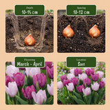 120x Tulipa Candy Purple Prince mix - Tulp Candy Purple Prince mix - Diversen - Voorjaarsbloeier - Bolmaat 11/12