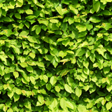 Palletdeal Haagplanten:50 Carpinus Betulus ↕ 80-100 - Ø 19cm | Mini Pallet
