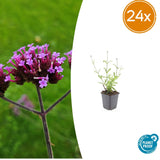 24x Verbena bon. 'Lollipop' - ↕10-25cm - Ø9cm