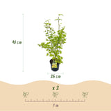 Green boutiQ - Tuinplant - Acer palmatum Summergold - Japanse Esdoorn - Bladverliezend - Geel - 1 - Pot 26cm - Hoogte 90cm