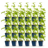 Green boutiQ - Vasteplant - Delphinium (P) Blue Bird - Ridderspoor - Bijen en Vlinderlokkers - Blauw - 24 Planten - Pot 11cm - Hoogte 15-25cm