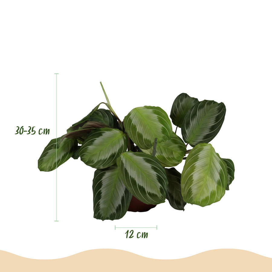 Maranta Silverband – 2 planten · pot Ø12 cm · 25 cm hoog · met mand (foto 3)