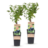 Green boutiQ - Fruitplant - Lonicera caerulea Kamchatika - Honingbes - Winterhard - Blauw Vrucht - 2 Planten - Pot 15cm - Hoogte 50cm