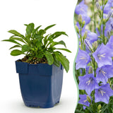 Green boutiQ - Vasteplant - Campanula persicifolia - Perzikbladklokje - Bijen en Vlinderlokkers - Blauw - 6 Planten - Pot 11cm - Hoogte 15-25cm