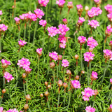24x Armeria m. 'Splendens' - ↕10-25cm - Ø9cm