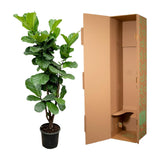 Ficus Lyrata vertakt - 150cm - ⌀24-27