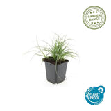 60x Luzula nivea - ↕10-25cm - Ø9cm