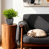 Green boutiQ - Kamerplant - Bamusa Pogonatherum Monica - Bamboegras - Huisdiervriendelijke Plant - Groen - 1 Plant - met Potter Grijs - Pot 12cm - Hoogte 20cm