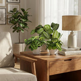 Green boutiQ - Kamerplant - Marantha Silverband, Marantha Lemon Lime Marantha Kerchoveana - Gebedsplant - Huisdiervriendelijke Plant - Groen - 3 Planten - met Potter Wit - Pot 12cm - Hoogte 25cm