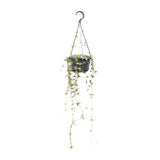 Ceropegia Linearis Remy - Ø14cm - ↕38cm