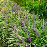 48x Liriope muscari 'Moneymaker' - ↕10-25cm - Ø9cm