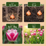 24x Tulipa Mata Hari - Mata Hari tulp - Roze en Wit - Voorjaarsbloeier - Bolmaat 11/12