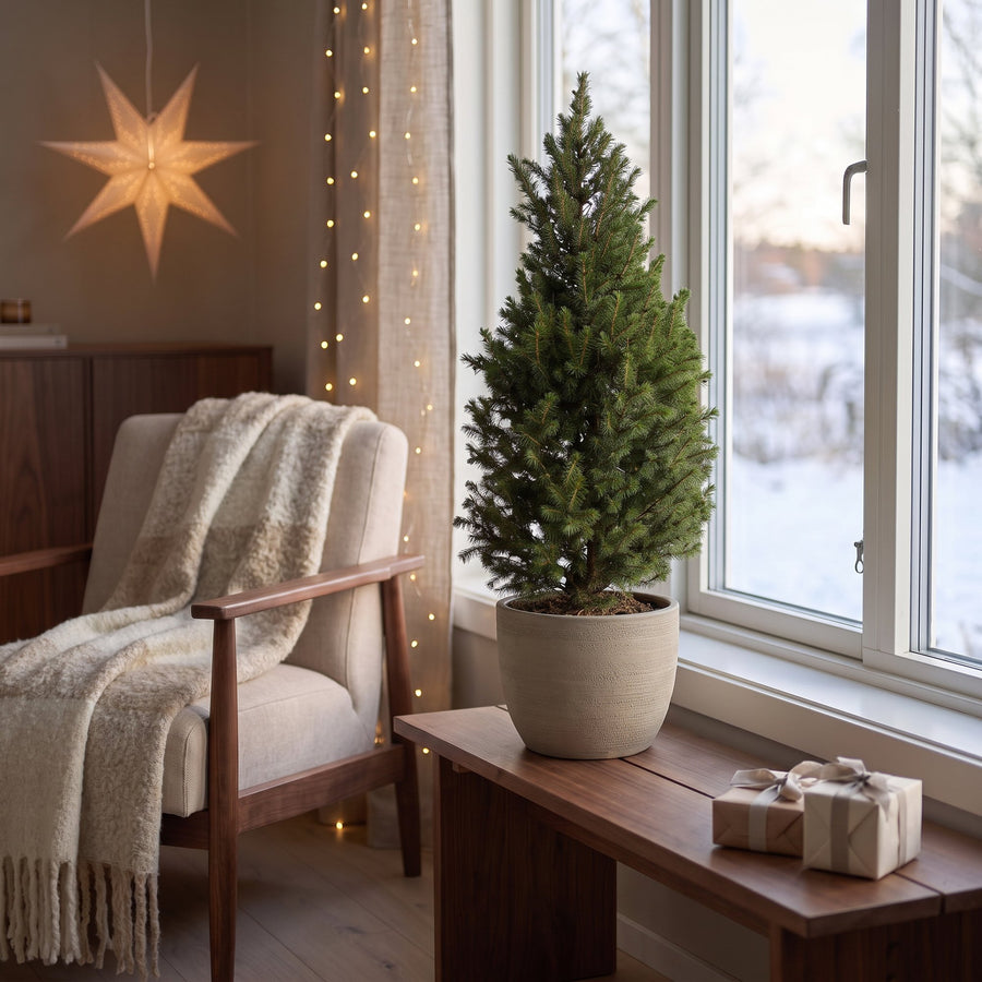 Kegelspar kerstboom – Pot Ø23 cm · 80 cm hoog (foto 3)