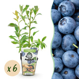 Green boutiQ - Fruitplanten - Blauwe Bes - Vaccinium corymbossum Bluegold - Winterhard - 6 Planten - Pot 9 cm - Blauwe Bes