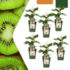 6 x Biologische kiwiplanten — 6 stuks — Ø13 cm, 20 cm hoog
