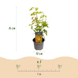 Green boutiQ - Tuinplant - Acer palmatum Orange Dream - Oranje - 1 Plant - Bladverliezend - Weinig Onderhoud - Pot 12cm Hoogte 35cm