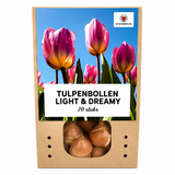Tulp Light and Dreamy — pastelmix