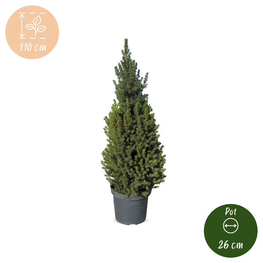 Kegelspar kerstboom – Pot Ø26 cm · 110 cm hoog (foto 5)