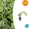 24x Vinca major 'Variegata' - ↕10-25cm - Ø9cm