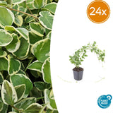 24x Vinca major 'Variegata' - ↕10-25cm - Ø9cm