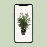 Fargesia Rufa - Woekerende Bamboe - Ø23cm - ↕95cm