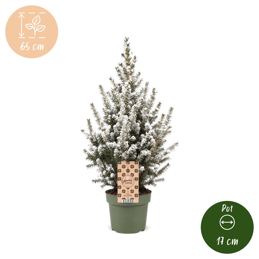 Set van 4 – Pot Ø17 cm · 65 cm hoog · Kegelspar kerstboom besneeuwd (foto 5)