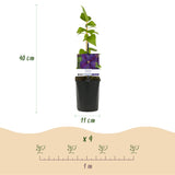 Green boutiQ - Klimplant - Clematis Star of India - Bloem Roze - Weinig onderhoud -2 planten -Pot 11cm Hoogte 40cm