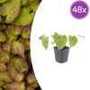 48x Epimedium perralc. 'Frohnleiten' - ↕10-25cm - Ø9cm